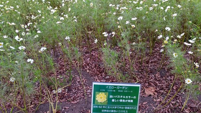 久しぶりに道の駅月見の里南濃に買い物に出掛けて帰りに木曽三川公園に寄って来ました<br />以前より花が減ってましたが、黄色のコスモスの原種イエローガーデンが植えられていました<br />今年は黄色のコスモスが多かったかな<br />#イエローガーデン<br />#木曽三川公園<br />#シーシェル<br />#レモンブライト