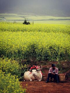 2019年 2月～3月　ドタバタ中国雲南紀行　霧に包まれた羅平の菜の花畑