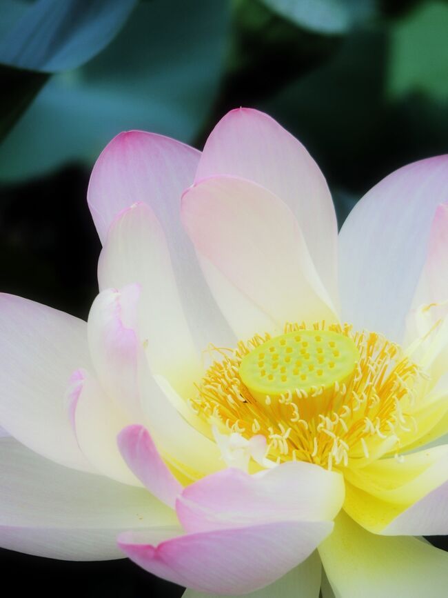 今年は毎月馬場花木園のお花レポートをしようと思ってたのに、夏以降なかなか足を運ぶことができず、たまにしか行けませんでした。<br />それでも行くたびに新しいお花が咲いていたり、セミの抜け殻や赤とんぼを発見したりして季節の移り変わりを感じる事ができました。<br /><br />今回は9月と10月に行ったときのまとめです。