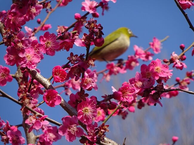 いつも2月の下旬は海外（ほとんど中国本土）なので、<br />日本の梅が楽しめないのですが、<br />今年はちょっと足を伸ばして世田谷の羽根木公園に<br />梅を見に行ってきました。<br />