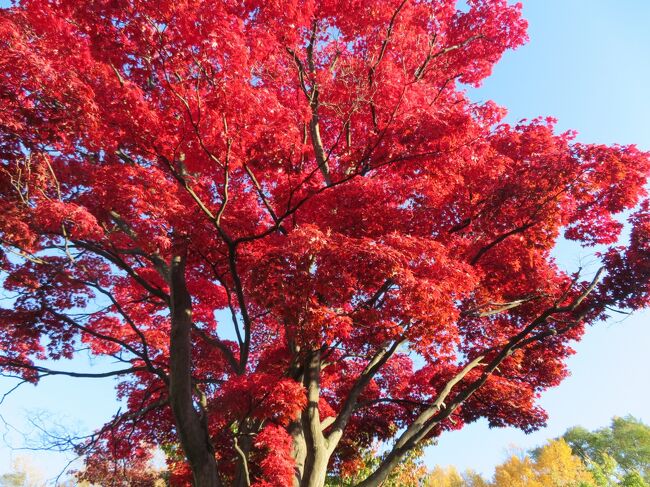 藤の時期には訪れる「天神山緑地」ですが、紅葉の時期は初めて。<br />友人から、盛りですよ、とは聞いていましたが、すぐに出かける気にもなりませんでした。<br />今日は快晴！<br />出かけてみました。
