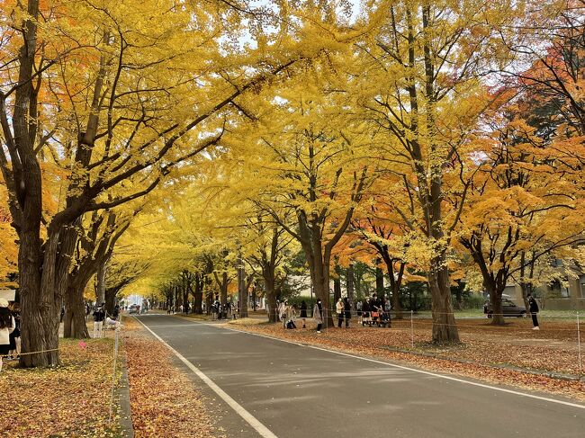 2021年10月、紅葉を見たくて北海道へ。<br />この前年の2020年11月頭に訪れた札幌の紅葉が見事だったので、2021年も再訪することにしました。<br />市内だけでなく郊外も見てみたくレンタカーを借りました。