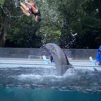 ジェットスターで行く雨天うどん県☆雨とコロナで2日連続水族館…新屋島水族館