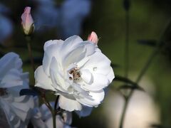 晩秋の光の中の秋バラを愛でに智光山公園へ＆ユリノキとモミジバウフの黄葉も楽しむ