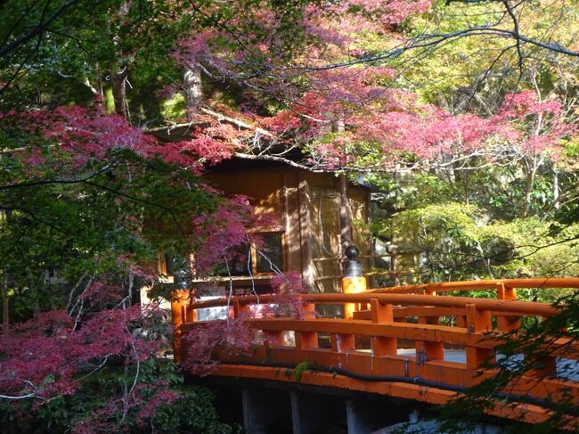 2021年11月京都(7)紅葉少し前の三尾(高山寺 西明寺 神護寺) 仁和寺 妙心寺(各塔頭) 広隆寺 嵐山(車折神社 法輪寺)を歩きます｡