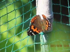 2021森のさんぽ道で見られた蝶(49)その②その他の花を訪れる蝶・・アカタテハ、ムラサキシジミ、ツマグロヒョウモン、ウラナミシジミその他