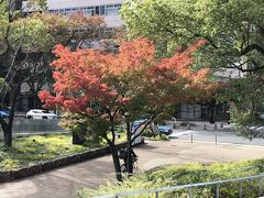 少し紅葉　栄でランチ　2021年10月