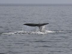 根室海峡マッコウクジラクルーズ～深海から浮上し潮を噴き上げ酸素を取り込む瞬間～（北海道）