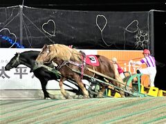  初秋の北海道 道南巡り④　ばんえい競馬 観戦～ 北の屋台で寛ぎ