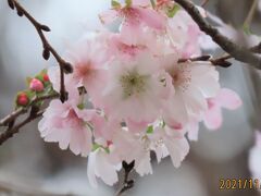11月1日に見られた冬桜