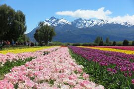 10月限定！ パタゴニア・トレベリンのチューリップ畑