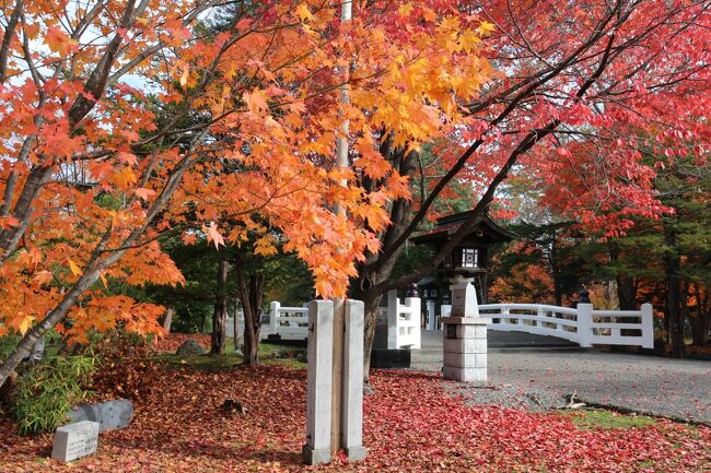 2010年、10月今年も地元の紅葉スポットを何か所か廻りましたが、どうも10月初旬の寒波が影響したようでなかなかきれいな紅葉に出会えませんでした。そんな中、たまたま朝、所用で通った道路の向こうに塀の上からでしたが、北海道護国神社の色づいた葉がちらっと見えました。これは、もっとよく見る価値があるかも知れないと慌てて、カメラを取りに自宅に戻り境内を散策しました。場所はそこそこ広いのですが、造営、創建は明治末期でまだ新しい神社です。境内に植えられている樹木は針葉樹、広葉樹の混交林ですが、何本かの木は思いの外きれいに紅葉していました。私にとっては灯台下暗しでした。合わせて、その数日前に初めて訪れた深川市のイチョウ並木もまだ少し早かったようですが、見ていただければと思います。