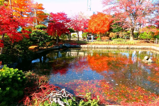 つい先日江別市内の紅葉を見にいったばかりなのに、この日の朝<br />ひま婆、「札幌の平岡樹芸センターの紅葉綺麗なんだって!!」<br />ひま爺、「（　＾ω＾）・・・」<br />ひま婆、「朝ごはん食べたら行くよ」<br />ひま爺、「ハイッ・・」<br />ということで出かけてみました。ついでに美味しい卵の店と<br />以前から気になってた蕎麦屋に寄って昼飯を食べてきました<br />