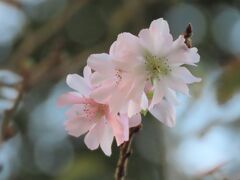 11月2日に見られた十月桜