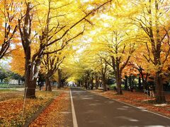 JALどこかにマイルDE北海道♪食べた！歩いた！2泊3日秋色の旅①ノーザンホースパーク～札幌～北大イチョウ並木