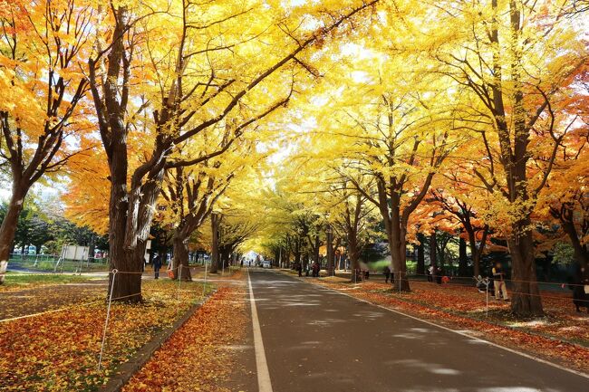 JALどこかにマイルDE北海道♪食べた！歩いた！2泊3日秋色の旅①ノーザンホースパーク～札幌～北大イチョウ並木