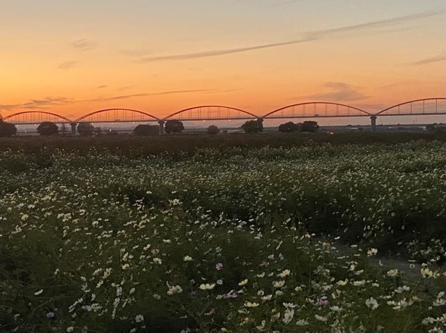 コスモスを見に行ってきました。<br />ちょうど夕暮れ時で、夕焼けと橋をバックに幻想的な風景を見ることができました。