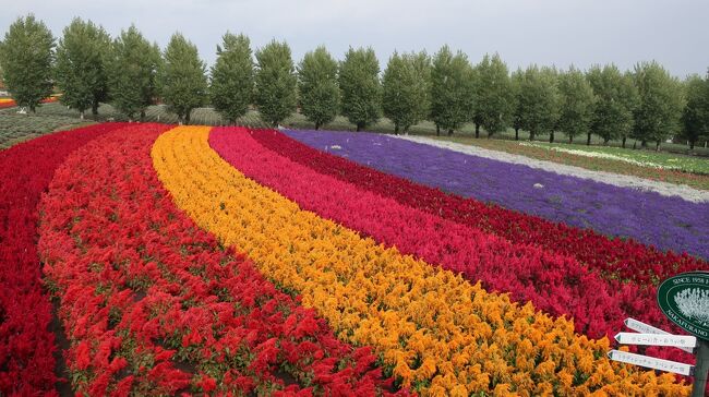 紅葉が急に見たくなり・・・そうだ！北海道なら９月下旬から紅葉が始まる♪　当初は大雪山へと検討を始めましたが、千歳空港からは移動時間がかかるので　定番ですが富良野・美瑛に決定　１０年ぶりの北海道旅行　紅葉にお花畑・美味しい物に・ショッピング・そして美瑛の丘　短い時間にたっぷりと詰め込んだプランとなりました。もしよろしければ最後までお付き合いください♪