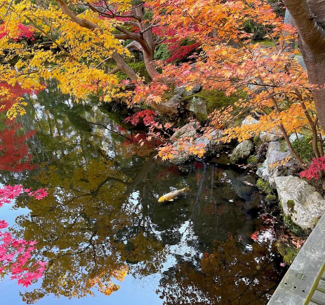 今年は大豊作の紅葉狩り★<br />月のおわり ドライブがてら庭園と公園へ<br /><br />十年ぶりくらいに訪れたちいさな庭園で小一時間過ごす<br />とてもいい時間だった<br /><br />秋のおと *庭園あそび編*