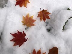 紅葉と冠雪の八甲田山と酸ヶ湯温泉、岩木山の百沢温泉から不老不死温泉