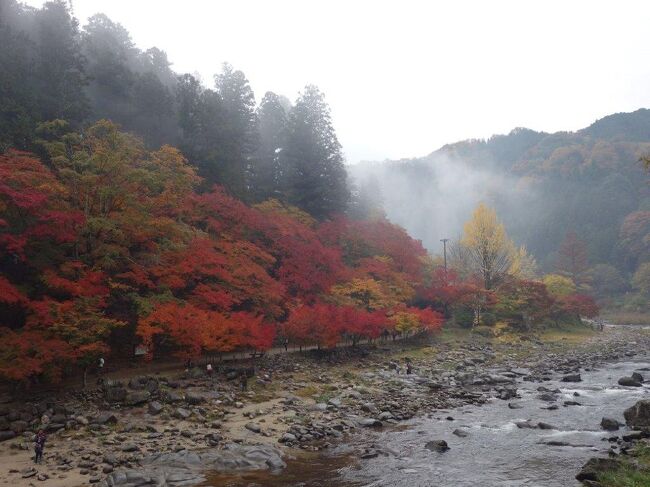 秋の紅葉旅もかれこれ4年目。<br />前年までは3年連続京都への旅だったので、そろそろ行き先を変えようと杉崎観光の夜行バスで行ってきたのが、愛知県随一の紅葉スポット「香嵐渓」<br />「全国イルミネーションランキング」で1位に輝いたこともある三重県の「なばなの里」へも足を延ばしてきました。<br /><br />【スケジュール】<br />2016/11/18<br />　深夜：東京発<br />2016/11/19<br />　早朝：名古屋着<br />　　　　香嵐渓<br />　　　　なばなの里<br />　深夜：名古屋発<br />2015/11/20<br />　早朝：東京着<br /><br />【バス代】<br />約9,000円