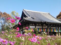 2021年11月  コスモス寺に旧奈良監獄、そして東大寺など 秋の奈良をあちこち散策♪ヽ(´▽｀)/
