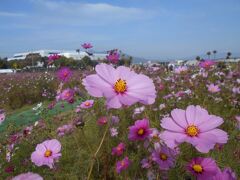 亀岡の夢コスモス園