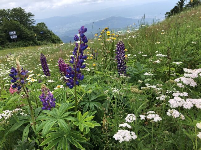 今日は、蔵王ロープウェイで夏の蔵王を満喫し、お釜へ。<br />その後、川北町の紅花資料館を見学して本日の宿、憧れの銀山温泉に泊まります。