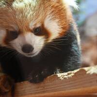 レッサーパンダはかわゆい !!! こんにちは赤ちゃん、いしかわ動物園 2