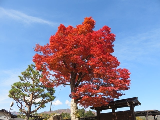 山々が色づき始めた飛騨高山にドライブ<br /><br />宿に早めに到着<br /><br />無料レンタサイクル借りて、飛騨高山の街並み両日楽しみました<br /><br />ぶらりお散歩に朝市、温泉宿で素朴な飛騨の味堪能<br /><br />美しい紅葉やレトロなグルメとともに、飛騨高山の風情感じる旅となりました