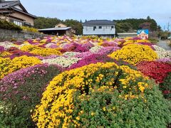 ざる菊と富士山