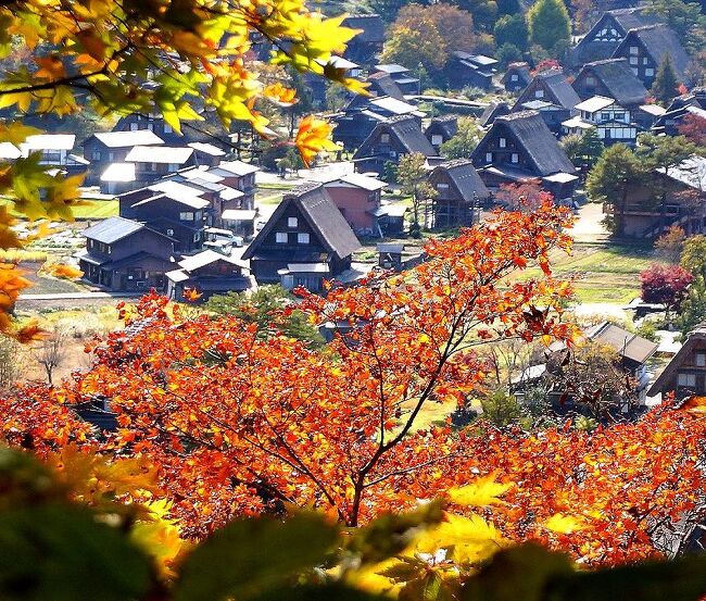 今年(2021年)は、新潟県の紅葉名所弥彦公園に行きたいと思い、紅葉情報を毎日チェックしていたが、紅葉見ごろの日と天気のいい日が一致する日が極めて少なかった。計画していくうちに、11月３日から６日にかけての4日間連続して晴れの日が続きそうな予報がでた。目的地に関してはいろいろ欲がでて、最終的に岐阜の新穂高温泉から高山、白川郷を経て、富山県の黒部峡谷に入り、さらに新潟の弥彦公園を訪れ、帰りは群馬県の宝川温泉に立ち寄って、東京に帰るという日程に落ち着いたのだった。<br />第二部は、2011年の春に続いて、秋の白川郷を10年ぶりに訪れたときの旅行記です。（表紙写真は、萩町城跡展望台からの白川郷）