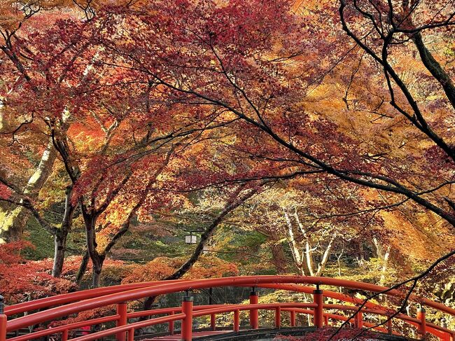 伊香保河鹿橋の紅葉も真っ盛り、朝のソロドライブ～