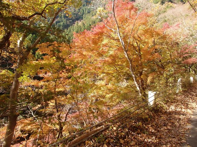 　　　ハイキング 東京都奥多摩町　　奥多摩むかし道(登り標高差90M、下り標高差300Ｍ)　　紅葉を求めて　全行程　3時間46分　　奥多摩湖バス停～（1時間8分）ベンチのある休憩所(21分)～（55分）いろは楓～（56分）槐木～（26分）奥多摩駅<br />「日時」2020年11月16日　晴れ<br />「アクセス」ＪＲ青梅線奥多摩駅下車、奥多摩湖行または小菅の湯行バスで奥多摩湖バス停下車（所要15分）<br />