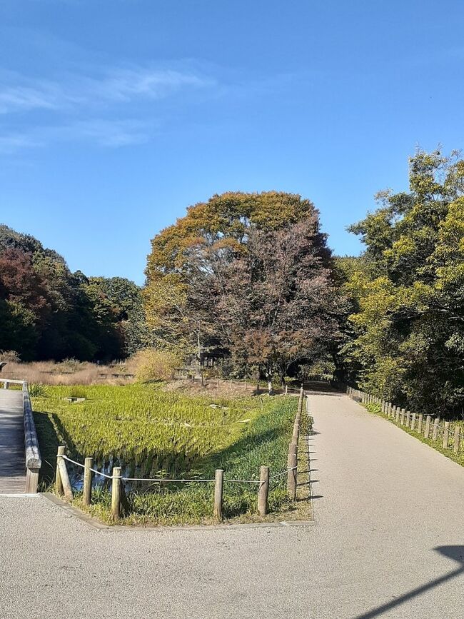 深大寺参道の少し先に水生園がある。ここは元々は深大寺寺領の一部で、お寺の北側にある神代植物公園と対になっていいた。現在都が管理する公園施設で、この２年間コロナ対策でずっと閉園が続いていた。広々とした植物園とか、訪ねる人稀な水生園をコロナ対策で閉じるという愚策を決めたのが小池都知事かと思うと、彼女の政策決定能力に疑問符を持たざるを得ない。<br /><br />殆ど２年ぶりに水生園に入る。園の入り口の隣にある蕎麦屋は満員盛況の賑わいだが、食前食後、直ぐ隣にある園まで足を運ぶ人は少ない。夏が終わって、秋が過ぎ、これから冬に向かう園内には、見るべき水生植物が花を付けていないのはその通りだが、それにしても訪ねくる人がいない。稀に来る人がいても、園の入り口近くにある物見台から園をさっと見渡し、そのままＵターンして、帰ってしまう。これでは花が可哀そうだ。<br /><br />広さ１０００坪ほどの園を歩く。稀に行き交う人もいるが、全部数えてみても１０人はいない。あやめ、菖蒲、カキツバタが咲くころの５月―７月頃には、もっと沢山の人がやって来るが、それでも人で込み合うということはない。静かな水生園だ。園の一番奥に高い穂を付けた荻を見つけた。荻窪の荻。<br /><br />この水生園の隣には少し盛り上がった台地がある。高さは精々３０－４０ｍ、戦国時代の深大寺城址だ。戦国時代、この辺りは南の小田原から攻め上がって来た北条と、北の川越を根城とした上杉との攻防戦の最前線で、上杉方がこの場所に出城を築き、後、関東一円が北条に席巻されてから、この城は打ち捨てられたものだが、北条としてもこの場所にある出城は無用の長物で、関東が北条の支配下になってからは、廃城となっていた。<br /><br />水生園奥の薄暗い藪の中の小道を上って行くと、城址本丸跡に出る。ここだけ更に３－４ｍ程盛り上げられていて、砲台のようになっている。精々１０坪もない．侍どもの戦いの跡は今は密な雑木に覆われている。その前を通り抜け、空堀に掛かる虎口の橋を渡ると芝生の広場に出る。今は城址公園として整備され、ベンチや樹木も植栽されている。広々とした大きな広場公園だ。元の一の丸。建物の柱の跡などがマークされている。広場の端の方には一反程のソバ畑が作られている。深大寺蕎麦組合の畑だ。<br /><br />広場にも城址にも全く人がいない。不思議な空間だ。２ｍを越えるような背の高いパンパスグラスの横のベンチに腰掛け、自宅から持参したサンドイッチのお昼にした。秋の陽光を沢山浴びて、小鳥の鳴き声の代わりに遠方からポンポンと響くテニスの単調音を耳にし、ゆっくりと頂いた。快晴の秋の１日、元三大師の鬼大師を拝観し、七五三の和やかな家族を見、水生園を巡っての城址公園。良い１日だった。