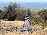 プンタ・トンボふたたび ゾウアザラシとペンギン