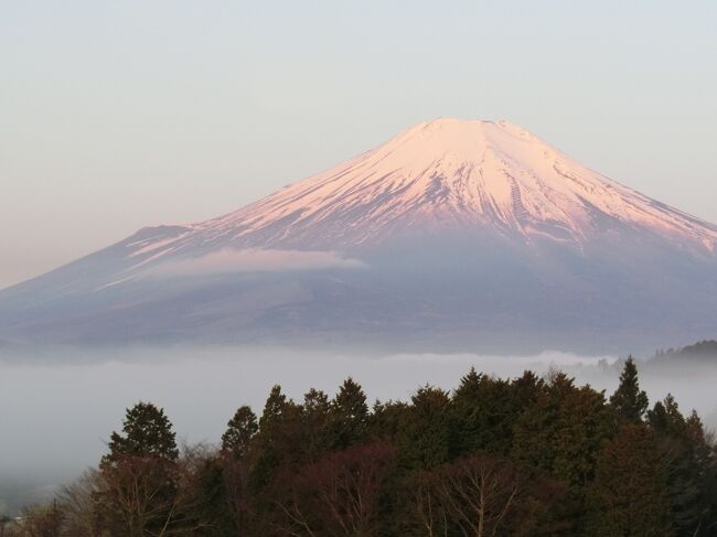 早朝６時前、お部屋からの富士山　最高　!  !<br /><br />昨日は、お部屋に着いた時、逆光と、夕暮れで、本来の富士山見ることが出来ませんでした。<br /><br />お日様が現れるにつれて、朝霧と富士山の山肌の色が、変わっていきます。<br />赤富士とまではいきませんが、ピンク富士というところでしょうか<br /><br />今日は、朝一で山中湖パノラマ展望台に行くことにしましす。<br />展望台に着くと、たくさんの人と車が停まっています。<br />消防団の人もいます。<br /><br />何かの訓練かと、お聞きしたら、今から山焼きだそうです。<br />車を、安全な所に停めて、見てもいいとのこと<br /><br />目の前での、山焼き見学、凄い火の勢いに、圧倒されました。<br /><br />そのあとは、忍野八海と立ち寄り湯<br />朝から、たっぷり動きまわりました。