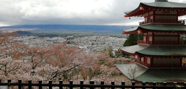 今日は、朝から雨です<br />富士山も、雲の中です<br />明日は、山中湖を後にします。<br /><br />ランチだけでも、外で、と<br />山中湖  湖畔のイタリアンのお店キャンティ・コモ　に行くことにしました。<br /><br />お天気も、少しづつ回復してきました。<br /><br />では…富士山は見えないけれど、新倉山浅間公園　まで行ってみます<br />想像以上の階段もクリアして、五重の塔まで頑張りました。<br />五重塔と桜と富士山の三点セットの景色は、色々な所で見ていますま。<br />桜の見頃は、一週間ほど前でした。<br />やはり‥‥雲に隠れて‥‥　ﾏｯｲｯｶ(^_-)☆<br /><br />新倉山浅間神社にも参拝して…<br />リロに帰って来ました。<br />　<br />今日も一日、ありがとう　　(^0^)　