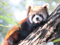 紅葉きざす文化の日の埼玉こども動物自然公園（北園＆中央エリア）おすわり子キリン～レッサーパンダのハナビちゃん久しぶり～グンディにも赤ちゃん！