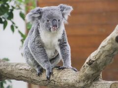 紅葉きざす文化の日の埼玉こども動物自然公園（東園）もうすぐお嫁に行くコアラのこはるちゃん～動きたくないクオッカたち～お外ピリーくんの退勤まで