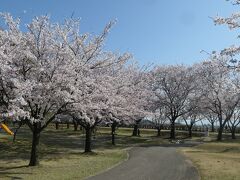 2021年　常願寺川公園の桜
