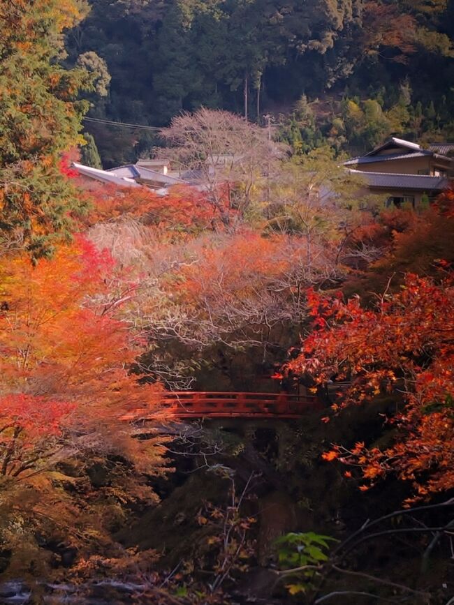 ようやく秋めいて来た時候に誘われて、清滝川沿いを歩いて、高雄三尾の紅葉を巡ってきました。