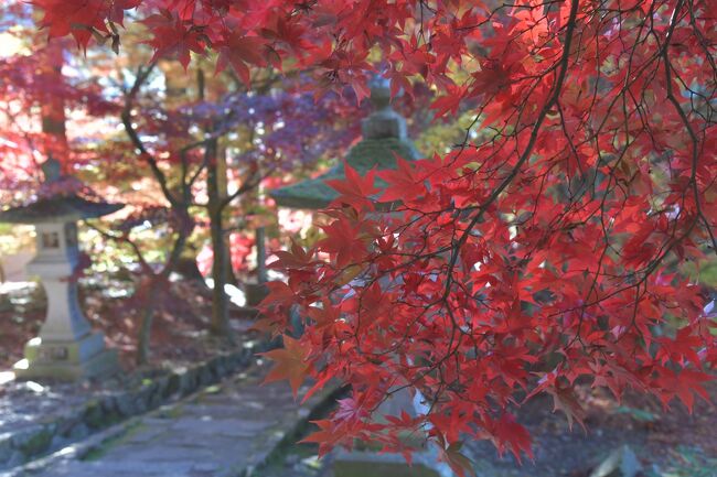 長野市内若穂の紅葉の美しい清水寺(せいすいじ)へ。写真を撮るには混まない時間帯がマストだが県外や南信方面などから早くも駐車場は混雑していた。参道はちょうど見ごろの紅葉が美しく、木漏れ日から深紅のカエデが輝いていた。石階段をゆっくり歩くと最高の気分にしてくれる。