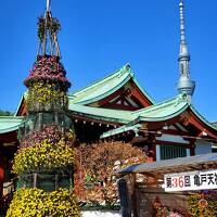 心踊る♪︎カフェ&ランチと亀戸天神菊祭り