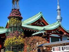 心踊る♪︎カフェ&ランチと亀戸天神菊祭り