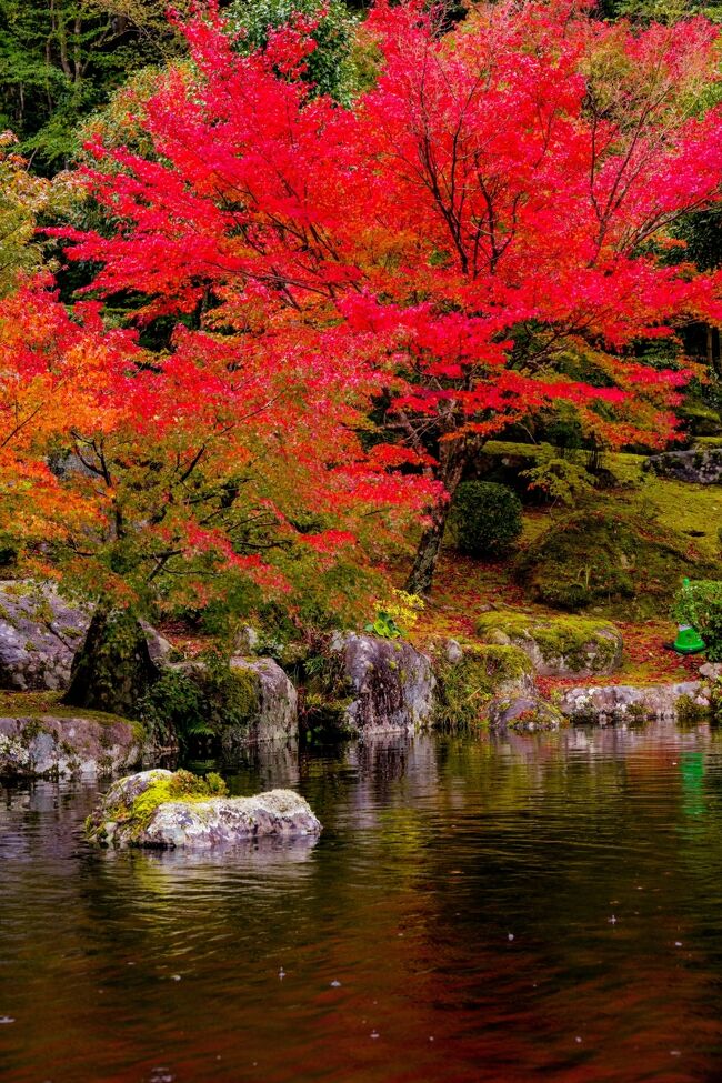 　一目八景で紅葉を堪能した後、渓石園で紅葉を観賞します。<br />　渓石園はは耶馬溪ダム完成を記念してつくられた日本庭園です。