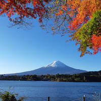 素晴らしい富士山と紅葉の河口湖、鳴沢村の紅葉台は最高