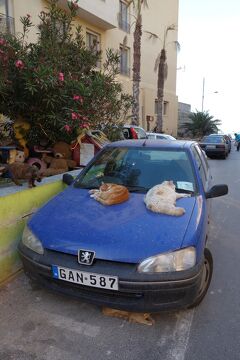初めてのマルタ 9 (出張のついでに69ｰ9･完) 土曜日の午後の街歩き⑥ "マルタの猫" に遭遇して、マルタ1日目を終了！