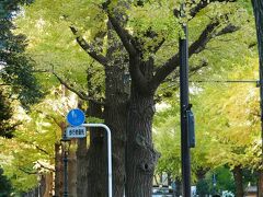 ぶらり横浜日本大通りから横浜紅葉街歩き、夜は高校マブと久々一杯編