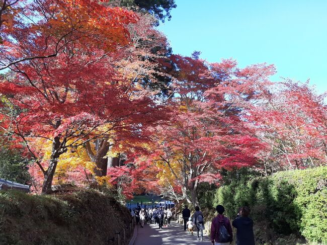 紅葉の時期に合わせ、冬になると雪でクルマでは行きにくくなる東北地方を観光しました。<br /><br />１１／２夜　白石に移動<br />１１／３　仙台市内<br />１１／４　鳴子・鬼首→一関<br />１１／５　中尊寺・毛越寺・気仙沼<br />１１／６　大船渡・陸前高田<br />１１／７　米沢・土湯温泉<br />１１／８　福島浜通り<br /><br />この旅行記は３日目の鳴子から一関、４日目の前半・平泉観光までです。<br /><br />鳴子は少し紅葉のピークを過ぎていましたが、鬼首のあたりは山がこんもり膨らんでいるような東北地方ならではの紅葉でした。<br /><br />また、この時期の平泉はとても美しいこと、折り紙付きです。